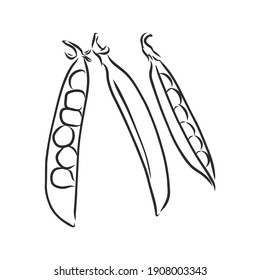 Hand drawn sketch peas sketch set. Vector organic food illustration isolated on white background. pea vector sketch illustration