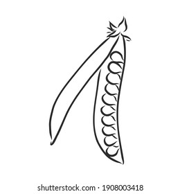 Hand drawn sketch peas sketch set. Vector organic food illustration isolated on white background. pea vector sketch illustration