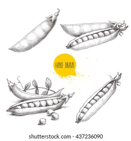 Hand drawn sketch peas sketch set. Vector organic food illustration isolated on white background. 