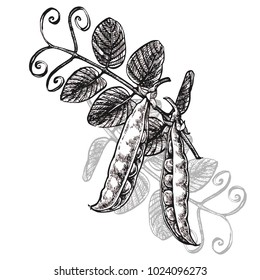 Hand drawn sketch peas. Vector organic food illustration isolated on white background.