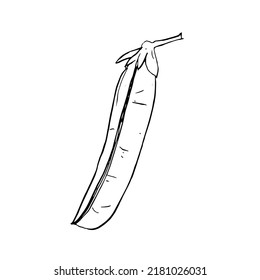 Hand drawn sketch peas. Vector organic food illustration isolated on white background. vector illustration