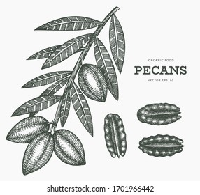 Hand drawn sketch pecan branch and kernels. Organic food vector illustration isolated on white background. Retro nut illustration. Engraved style botanical picture.