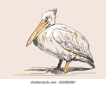 Hand drawn sketch of pelican