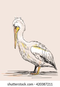 Hand drawn sketch of pelican