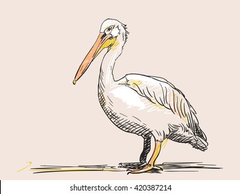 Hand drawn sketch of pelican