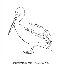 Hand drawn sketch of pelican pelican bird vector