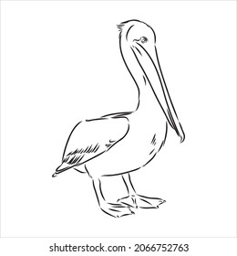 Hand drawn sketch of pelican pelican bird vector