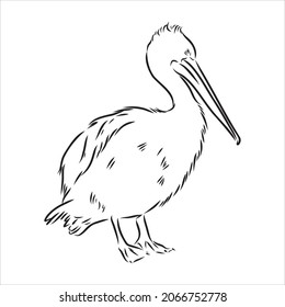 Hand drawn sketch of pelican pelican bird vector