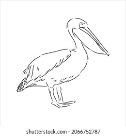 Hand drawn sketch of pelican pelican bird vector