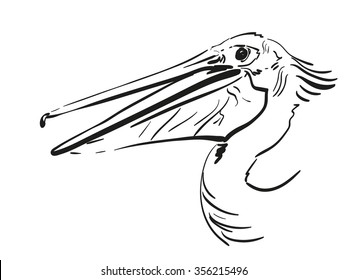 Hand drawn sketch of pelican head with open beak