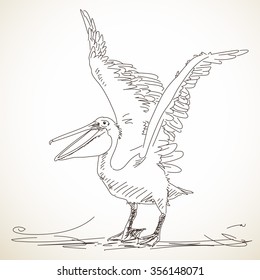 Hand drawn sketch of pelican with spread wings