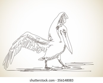 Hand drawn sketch of pelican with spread wings