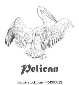 Hand drawn sketch of pelican with spread wings. Vector
