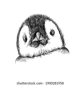 Hand drawn sketch of Penguin face on a white background. Penguin bird. Madagascar penguins. Close-up of Penguin face