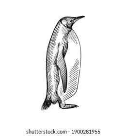 Hand drawn sketch of penguin  on a white background. Penguin bird. Madagascar penguins