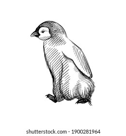 Hand drawn sketch of penguin  on a white background. Penguin bird. Madagascar penguins