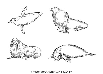 Hand drawn sketch of penguin, seals and sea lion