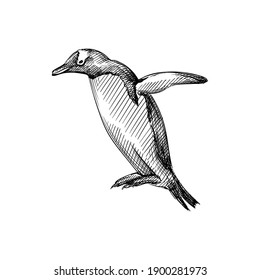 Hand drawn sketch of penguin trying to fly a white background. Penguin bird. Madagascar penguins