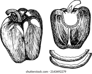 Esbozo dibujado a mano de pimienta aislado en fondo blanco. Pimientos maduros y cortados. Comida ecológica fresca y saludable. Ilustración vectorial de arte.