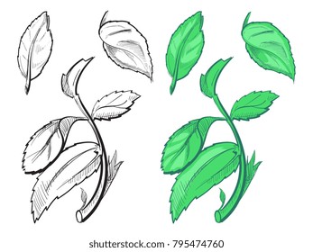 Hand drawn sketch of peppermint - mint silhoutte and colorful leaves on white background. Vector illustration
