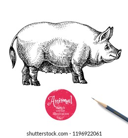 Hand drawn sketch pig illustration. Isolated farm animal profile on white background. Symbol of new year 2019