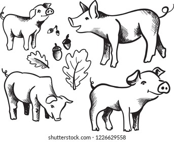 Hand drawn Sketch of pig. Pork. different poses pigs. Funny pig. set of pigs. sketch ink pigs. VECTOR. Oak Leaf and acorns