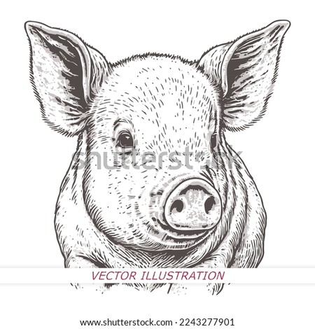 Hand drawn sketch of a pig. Portrait of a farm animal in vintage engraved style. Vector illustration.