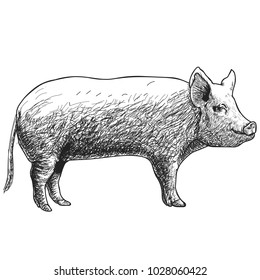 Hand Drawn Sketch Pig Vector illustration ink