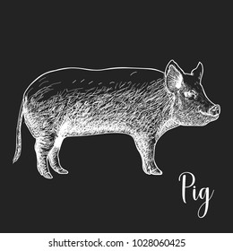 Hand Drawn Sketch Pig Vector illustration ink