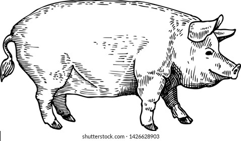 Hand Drawn Sketch Pig Vector illustration