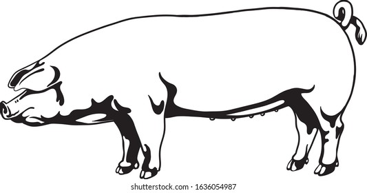 Hand Drawn Sketch Pig Vector illustration 