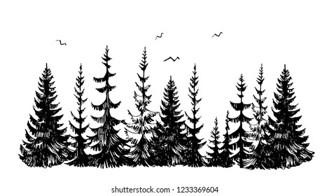 Hand drawn sketch of pine forest. Vector background. 