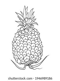 Hand drawn sketch of pineapple