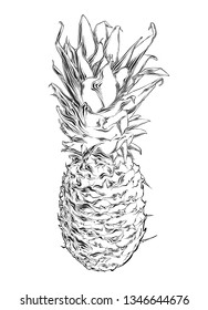 Hand drawn sketch of pineapple in black color. Isolated on white background. Drawing for posters, decoration and print. Vector illustration