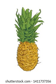 Hand drawn sketch of pineapple in color. Isolated on white background. Drawing for posters, decoration and print. Vector illustration