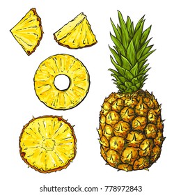 Hand drawn sketch of pineapple set, slices, line art, vector illustration isolated on white background