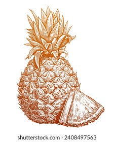 Hand drawn sketch pineapple with slice. Eco fresh food. Tropical fruit vector illustration