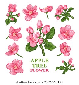 Hand drawn sketch of pink Apple tree flowers. Vector illustration of spring Apple flowers, buds and leaves. Botanical colored drawing of blossom isolated on a white background. Vintage engraved style