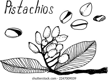 Hand drawn sketch pistachios set for packages design. Nuts vector illustrations.