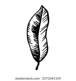 Hand drawn sketch of plant leaf on an isolated background. Ink graphic with leafy bush. Vector element for design, sign, logo, print, paper, card, tattoo, icon. Nature and seasons