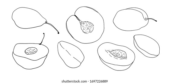 Hand drawn sketch of plum. Fruit doodle. Healthy organic food. Farm market products. Best for package design. Great for menu, label, icon. Vector stock illustration.
