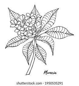 Hand drawn sketch Plumeria flower. Black and white with line art illustration.