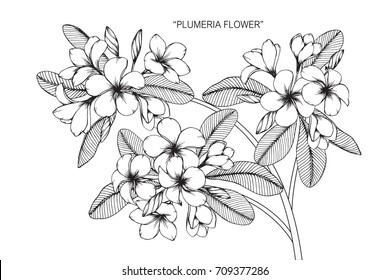 Hand drawn and sketch Plumeria flower. Black and white with line art illustration.