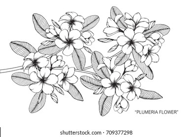 Dibujo manual y dibujo de la flor Plumeria. Blanco y negro con ilustración de arte lineal.