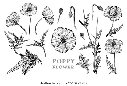 Hand drawn sketch of Poppy flowers. Vector illustration of summer poppy flowers, buds and leaves. Botanical monochrome drawing of blossom isolated on a white background. Vintage engraved style