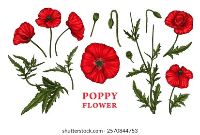 Hand drawn sketch of Poppy flowers. Vector illustration of summer poppy flowers, buds and leaves. Botanical colored drawing of blossom isolated on a white background. Vintage engraved style