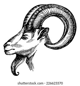 Hand drawn sketch portrait of goat. Vector illustration