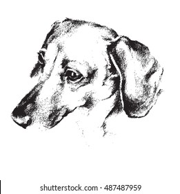 Hand drawn sketch portrait of shorthaired Dachshund dog