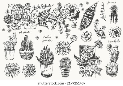 Esbozo dibujado a mano de flores de olla suculentas plantas, cactus, arreglos florales. Gráficos de dibujo de lápiz para afiche, tarjeta de saludo, fondo decorativo de la naturaleza.
