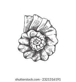 Hand drawn sketch of  prehistoric ammonite, seashell. Sketch style vector illustration isolated on white background.	